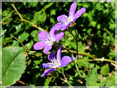 Au parc Botanique de Haute Bretagne (35): Géranium des prés