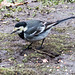 Pied wagtail (1)
