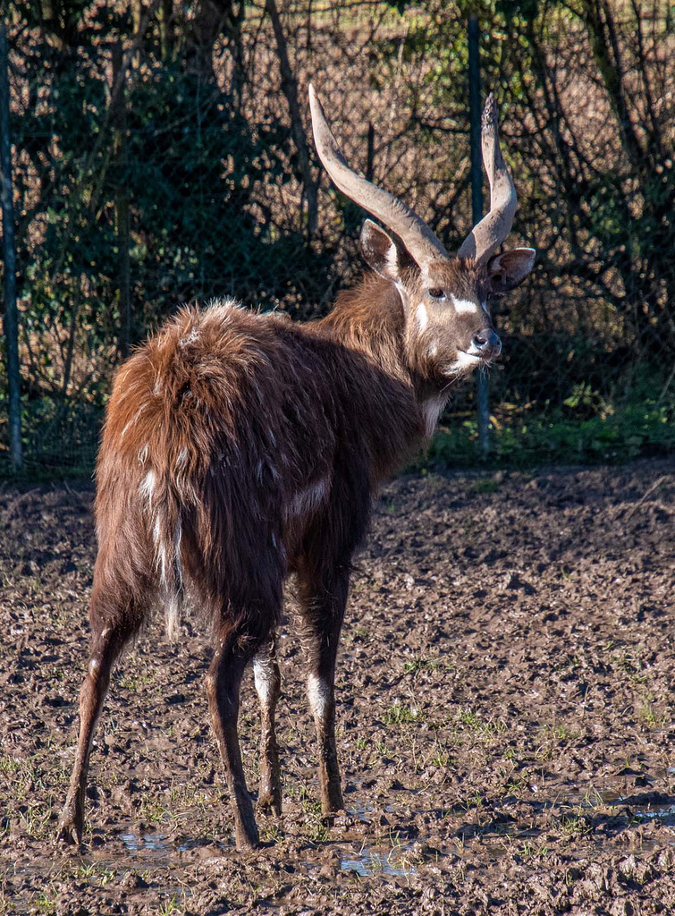 Sitatunga