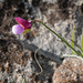 Lathyrus clymenum, Fabaceae