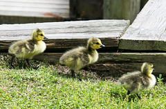 Three goslings