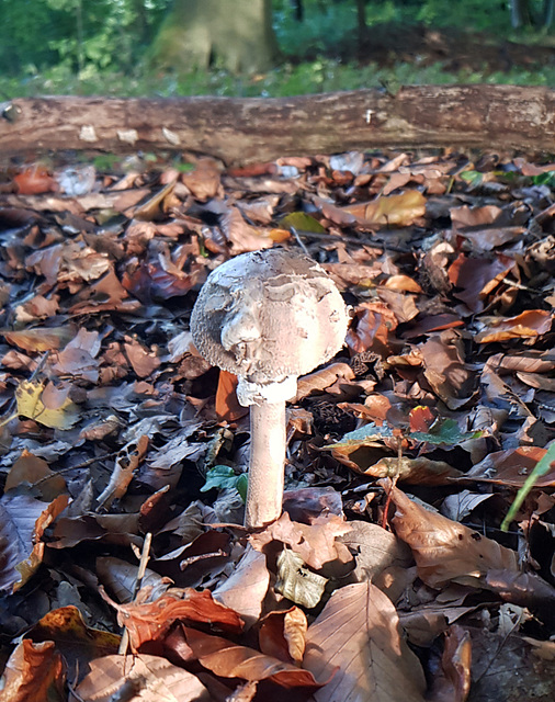 Ein Männlein steht im Walde, ganz still und stumm... Wer kennt es?