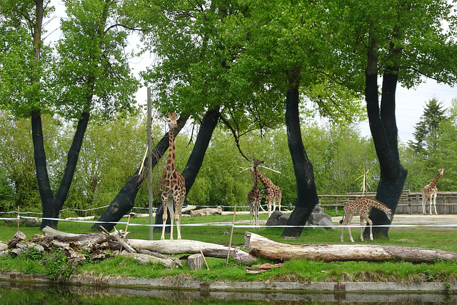Giraffes At Chester Zoo