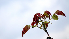 Le Printemps du Noyer