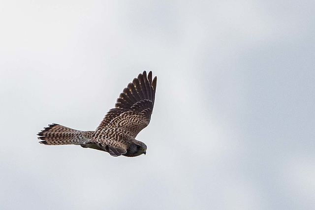 Kestrel