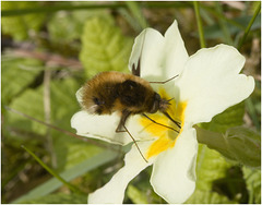 IMG 9341 Bee fly