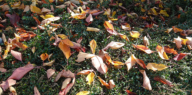 Es wird spätherbst im Garten