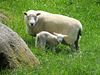 Ewe and Lamb
