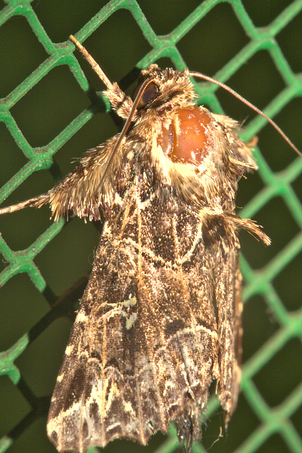 IMG 9284moth