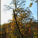289/366: Autumn in Lithia Park