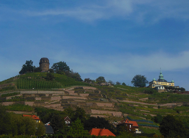 Unser sächsischer Weinanbau in Radebeul