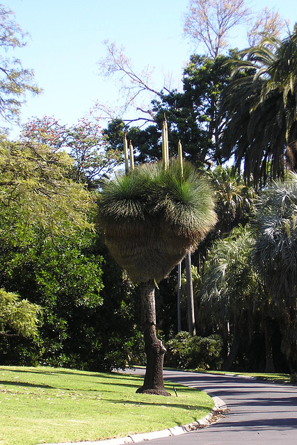 Royal Botanic Gardens