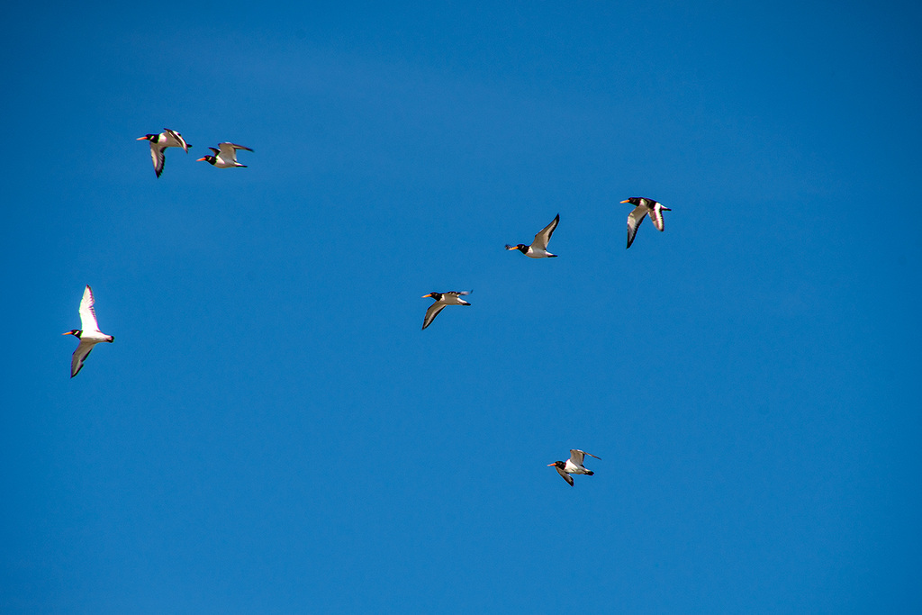 Oystercatchers