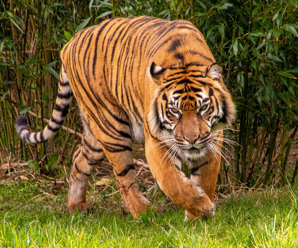 Tigress