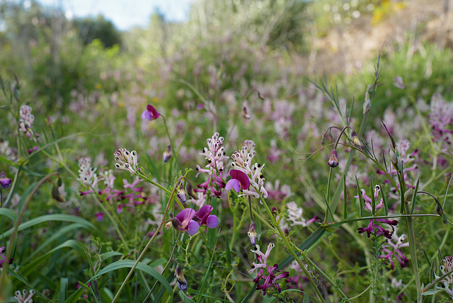 Lathyrus clymenum, Fumaria agraria