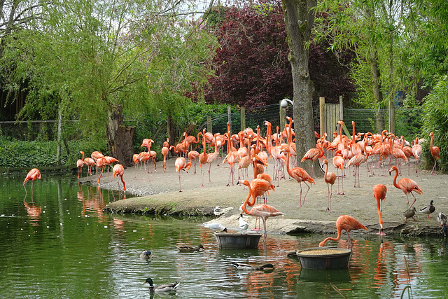 Flamingos At Chester Zoo