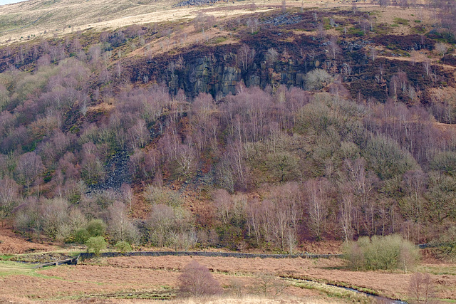 Brockholes Wood