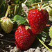 Erdbeere"Malwina"