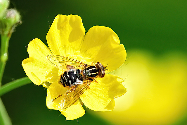 Snouted Duck Fly - Anasimyia lineata