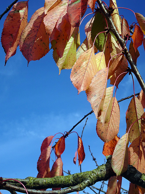 Herbstliche Farbpallette