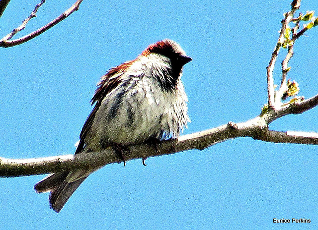 Sparrow.
