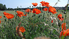coquelicots