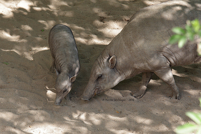 Mutter und Tochter Hirscheber (Wilhelma)