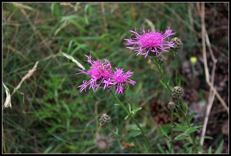 Centaurea scabiosa  (6)