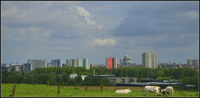 Brussel cows