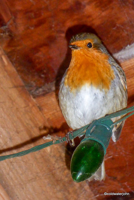 Waiting for me to switch on his foot-warmer!