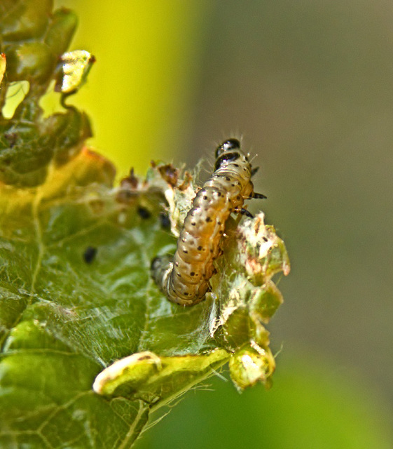 Caterpillar