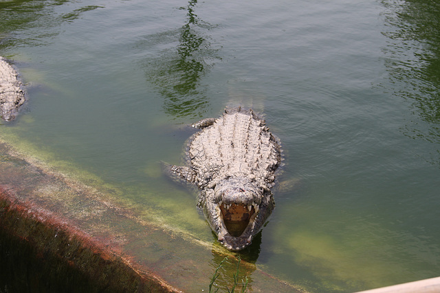 At Djerba Crocodile Farm