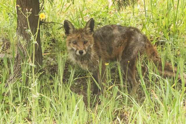 Visite surprise d'un renard - ( + 6 notes )