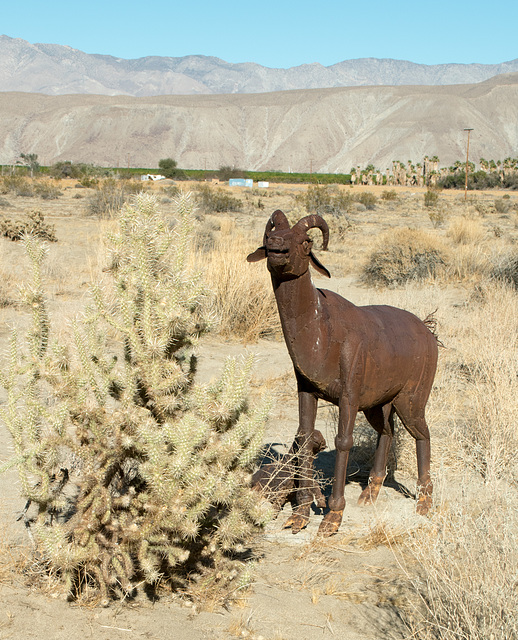 Borrego Springs, CA bighorn sheep sculptures (# 0634 )