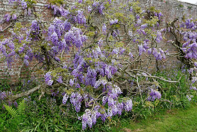 Big old wisteria