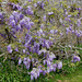 Big old wisteria