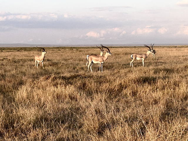 Impala herd.