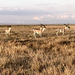 Impala herd.