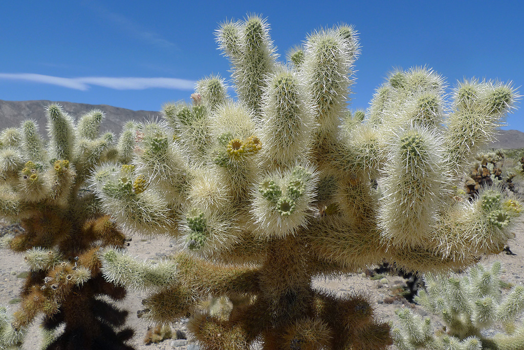 USA - California, Joshua Tree National Park