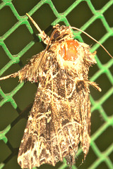 IMG 9285moth