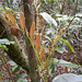 DSCN1380 - camboatá-vermelho Cupania vernalis, Sapindaceae