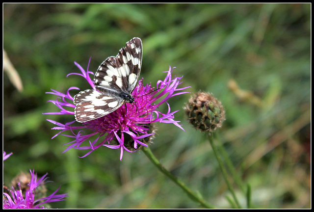 Melanargia galathea - demi-deuil (1)