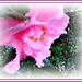 Au jardin avec Photoscape: Le Camélia, symbole de longévité, fidélité et bonheur
