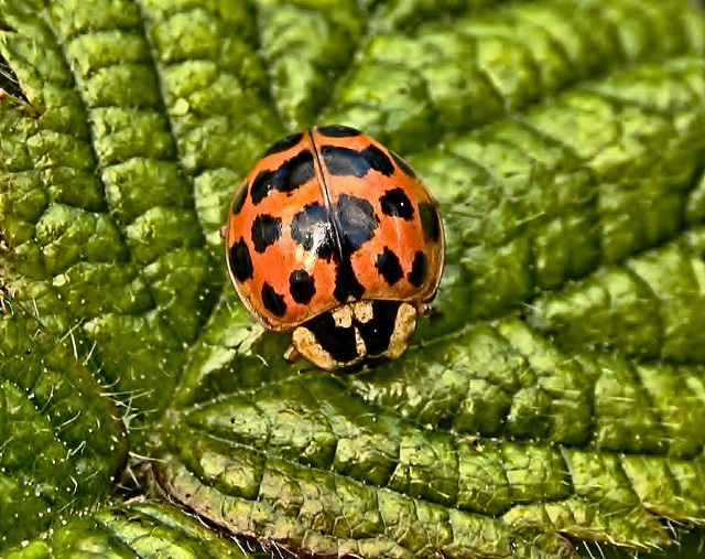 Ladybird