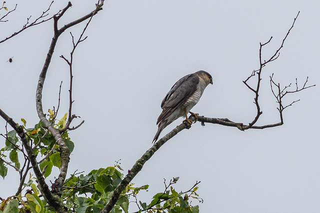 Sparrowhawk