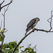 Sparrowhawk