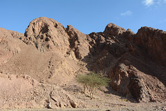 Israel, The Mountains of Eilat, A Little Green