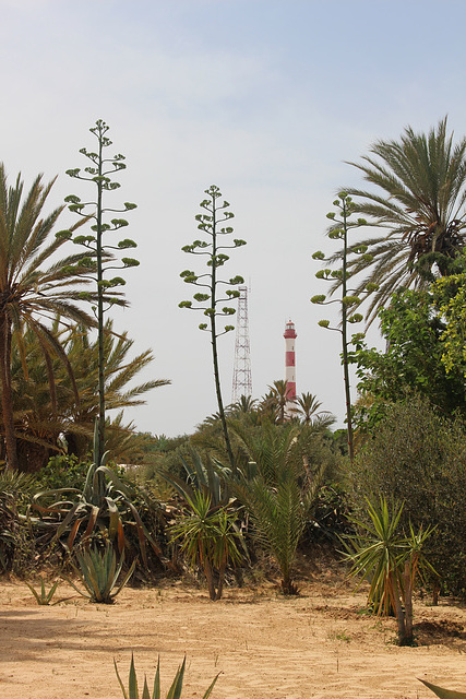 Djerba Crocodile Farm--Plants