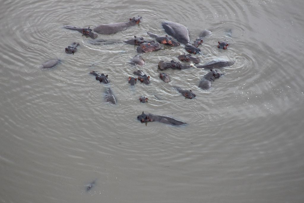 A Decent Bloat of Hippos