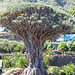 El Drago Milenario, Tenerife